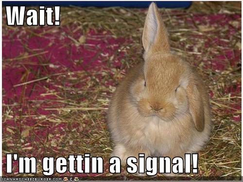 funny-pictures-bunny-rabbit-antennae7.jpg